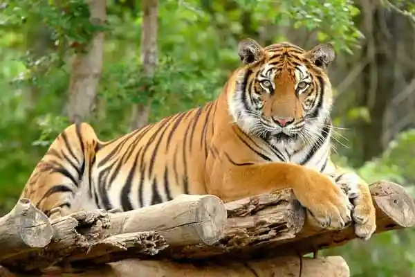 Rajasthan con los Tigres 10 Duas